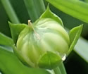[photo of developing fruit]