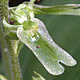 [photo of Auricled Twayblade]
