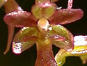 [photo of flowers]