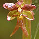 [photo of Heart-leaved Twayblade]