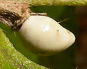 [photo of fruit]