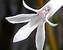 [photo of flowers]