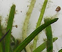 [photo of leaves]