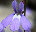 [photo of flowers]