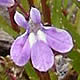 [photo of Kalm's Lobelia]