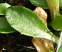 [photo of basal leaves]