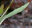 [photo of stem leaves]