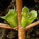 [photo of Water Purslane]