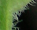 [photo of stem and leaf hairs]
