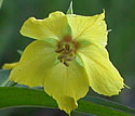 [photo of flowers]