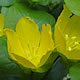[photo of Creeping Jenny]
