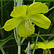 [photo of Prairie Loosestrife]