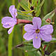 [photo of Winged Loosestrife]