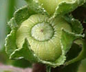 [photo of fruit]