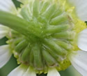 [photo of bracts]