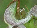 [photo of developing fruit]