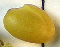 [photo of seed]