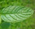 [photo of leaves]