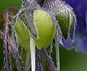 [photo of fruit]