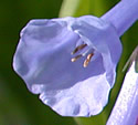 [photo of flowers]