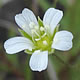 [photo of Rock Sandwort]
