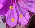 [photo of flowers]