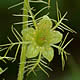 [photo of Naked Miterwort]