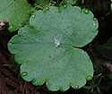 [photo of leaves]