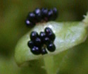 [photo of fruit]