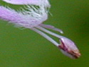[photo of flowers]