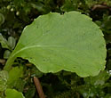 [photo of leaves]