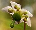 [photo of flower]