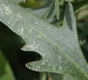 [photo of leaves]