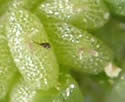 [photo of developing fruit]