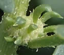 [photo of flower clusters]