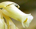 [photo of flowers]