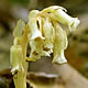 [photo of Pinesap]