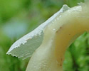 [photo of leaves]