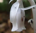 [photo of flower]