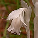 [photo of Indian Pipe]