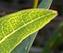[photo of leaves]
