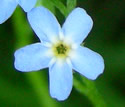 [photo of flowers]