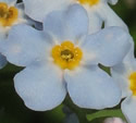 [photo of flowers]