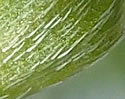 [photo of calyx with appressed hairs and short lobes]