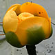 [photo of Yellow Pond-lily]