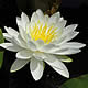 [photo of American White Waterlily]