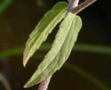 [photo of leaves and stem]