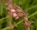 [photo of flower cluster]