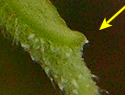 [photo of sepal ridge]