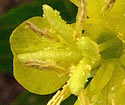 [photo of flowers]